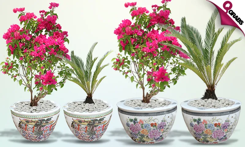 Outdoor/Indoor Plants!